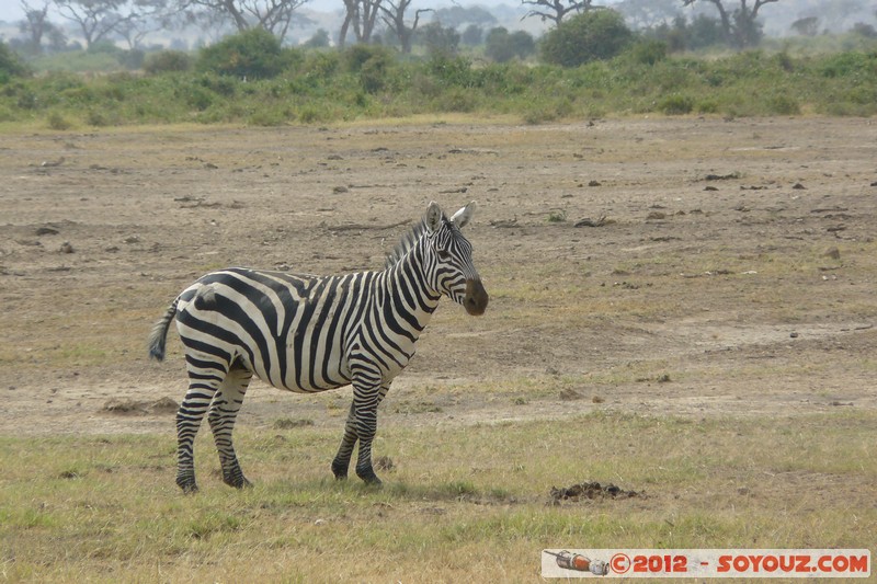 Amboseli National Park - Zebra
Mots-clés: Amboseli geo:lat=-2.70239505 geo:lon=37.30872180 geotagged KEN Kenya Rift Valley animals zebre