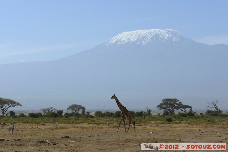 Amboseli National Park - Masai Giraffe and Zebra
Mots-clés: Amboseli geo:lat=-2.70220640 geo:lon=37.30827394 geotagged KEN Kenya Rift Valley Arbres volcan Kilimandjaro animals Giraffe Masai Giraffe zebre