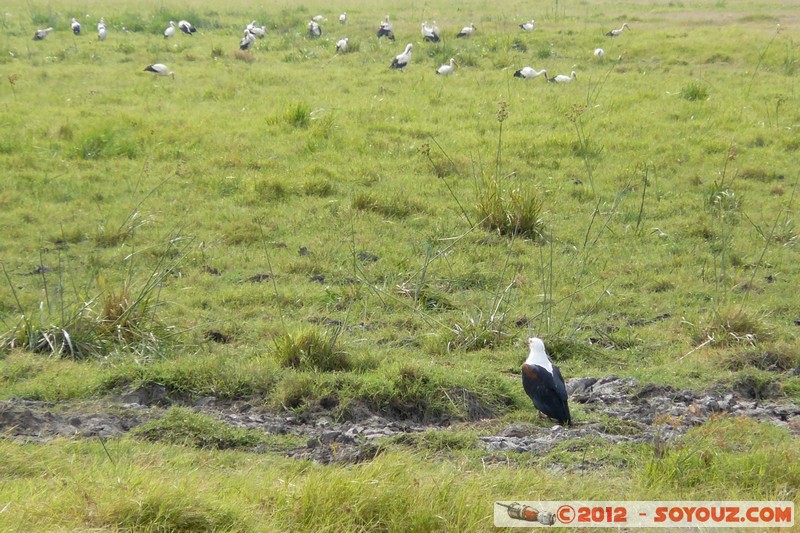 Amboseli National Park - Eagle
Mots-clés: Amboseli geo:lat=-2.65122973 geo:lon=37.27575065 geotagged KEN Kenya Rift Valley animals oiseau Aigle