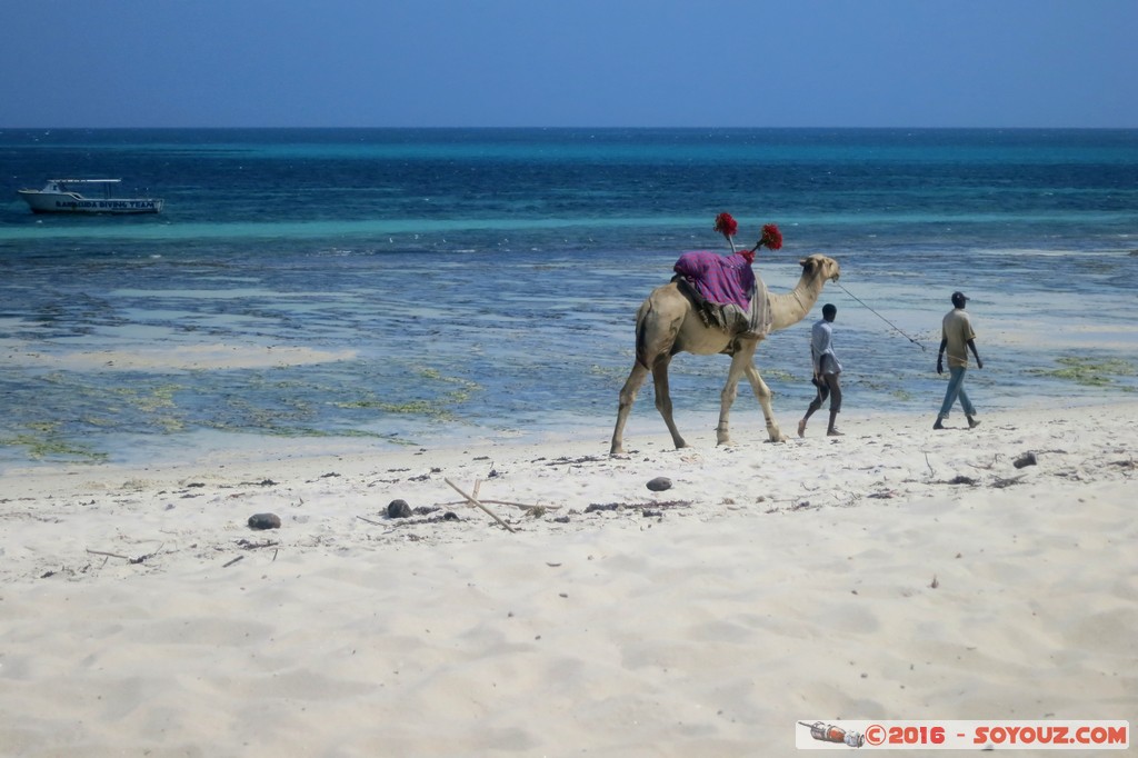 Tiwi Beach - Camel ride
Mots-clés: Diani Beach KEN Kenya Kwale Mer plage animals chameau