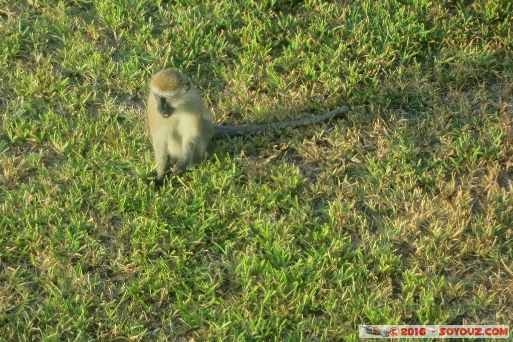 Tiwi Beach - Monkey
Mots-clés: Diani Beach KEN Kenya Kwale animals singes