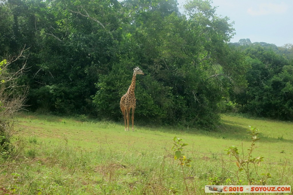 Shimba Hills National Reserve - Giraffe
Mots-clés: KEN Kenya Kwale Marere Shimba Hills National Reserve animals Giraffe