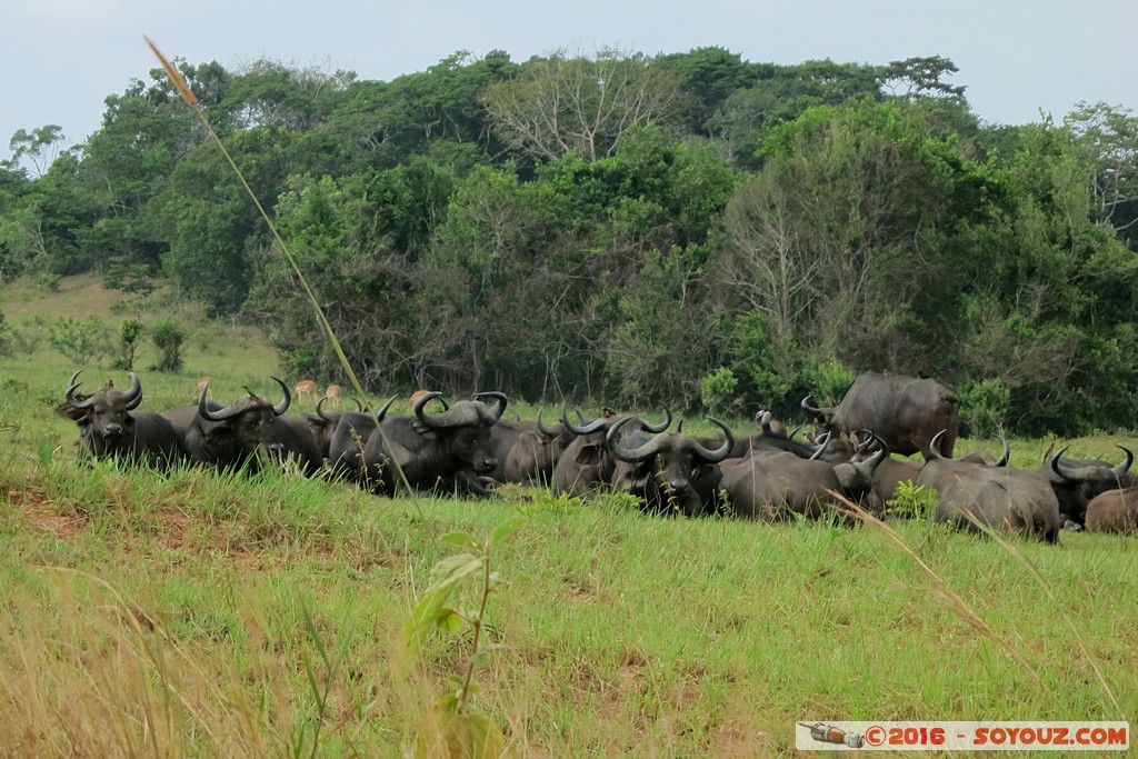 Shimba Hills National Reserve - Buffalo
Mots-clés: KEN Kenya Kwale Marere Shimba Hills National Reserve Buffle animals
