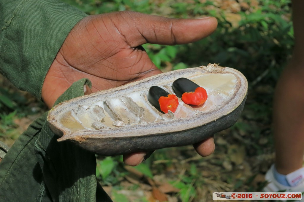 Shimba Hills National Reserve - Nuts
Mots-clés: KEN Kenya Kwale Mkingani Shimba Hills National Reserve fruit