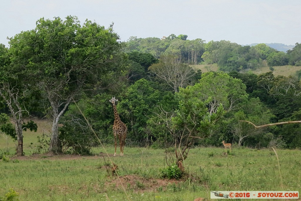 Shimba Hills National Reserve - Giraffe
Mots-clés: KEN Kenya Kwale Marere Shimba Hills National Reserve animals Giraffe