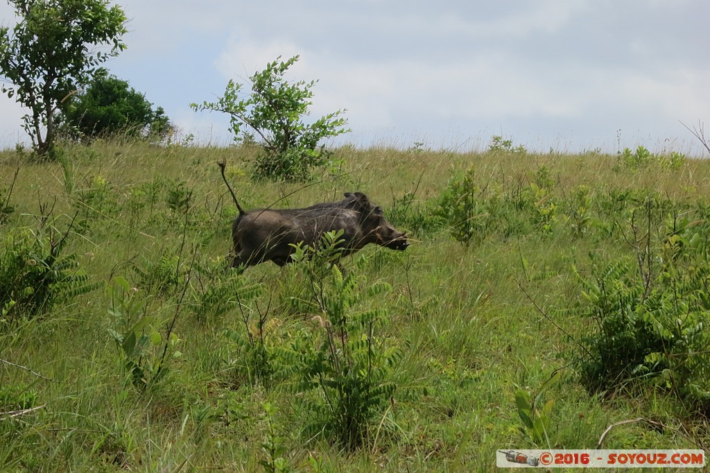 Shimba Hills National Reserve - Warthog
Mots-clés: KEN Kenya Kwale Marere Shimba Hills National Reserve animals Phacochere