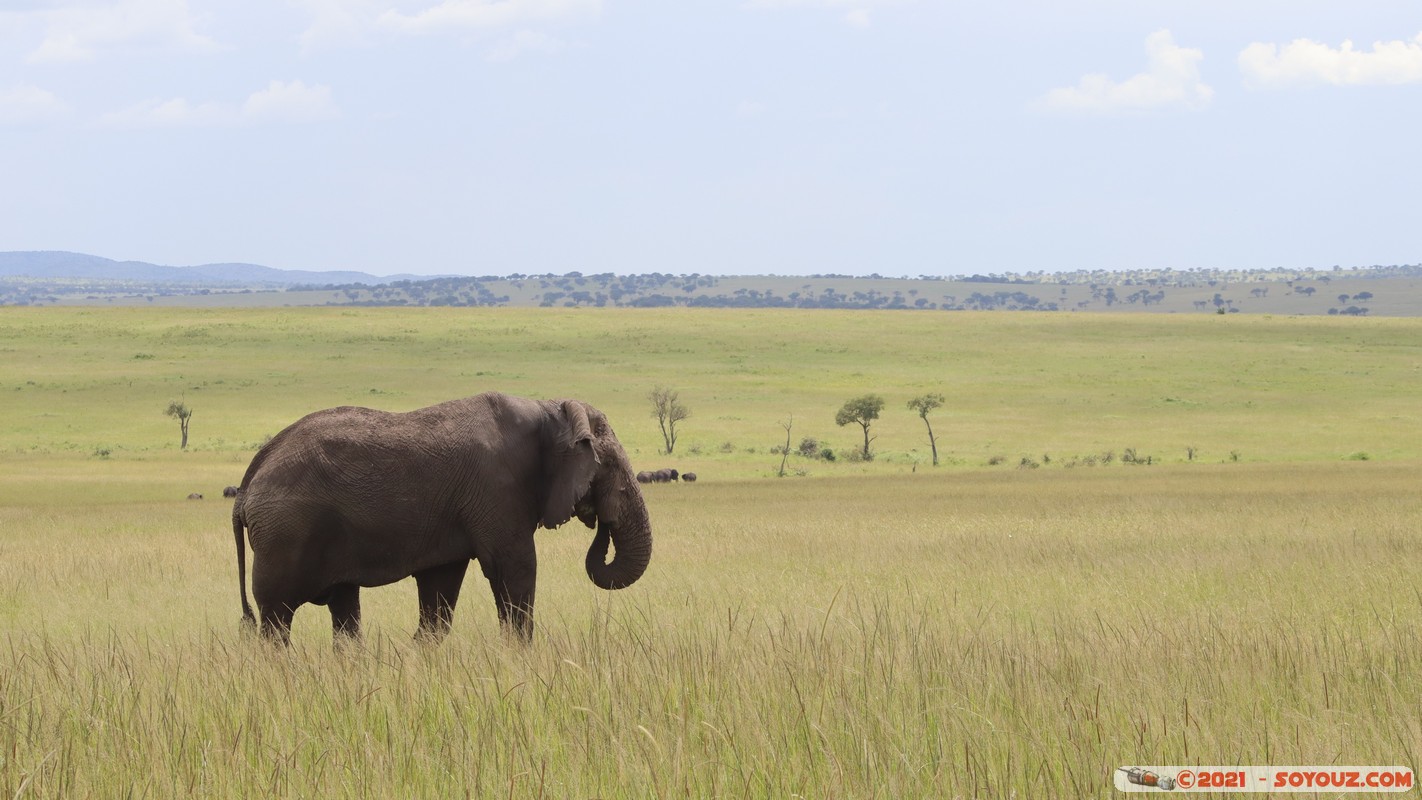 Masai Mara - Elephant
Mots-clés: geo:lat=-1.58404680 geo:lon=35.17884835 geotagged Keekorok KEN Kenya Narok animals Masai Mara Elephant