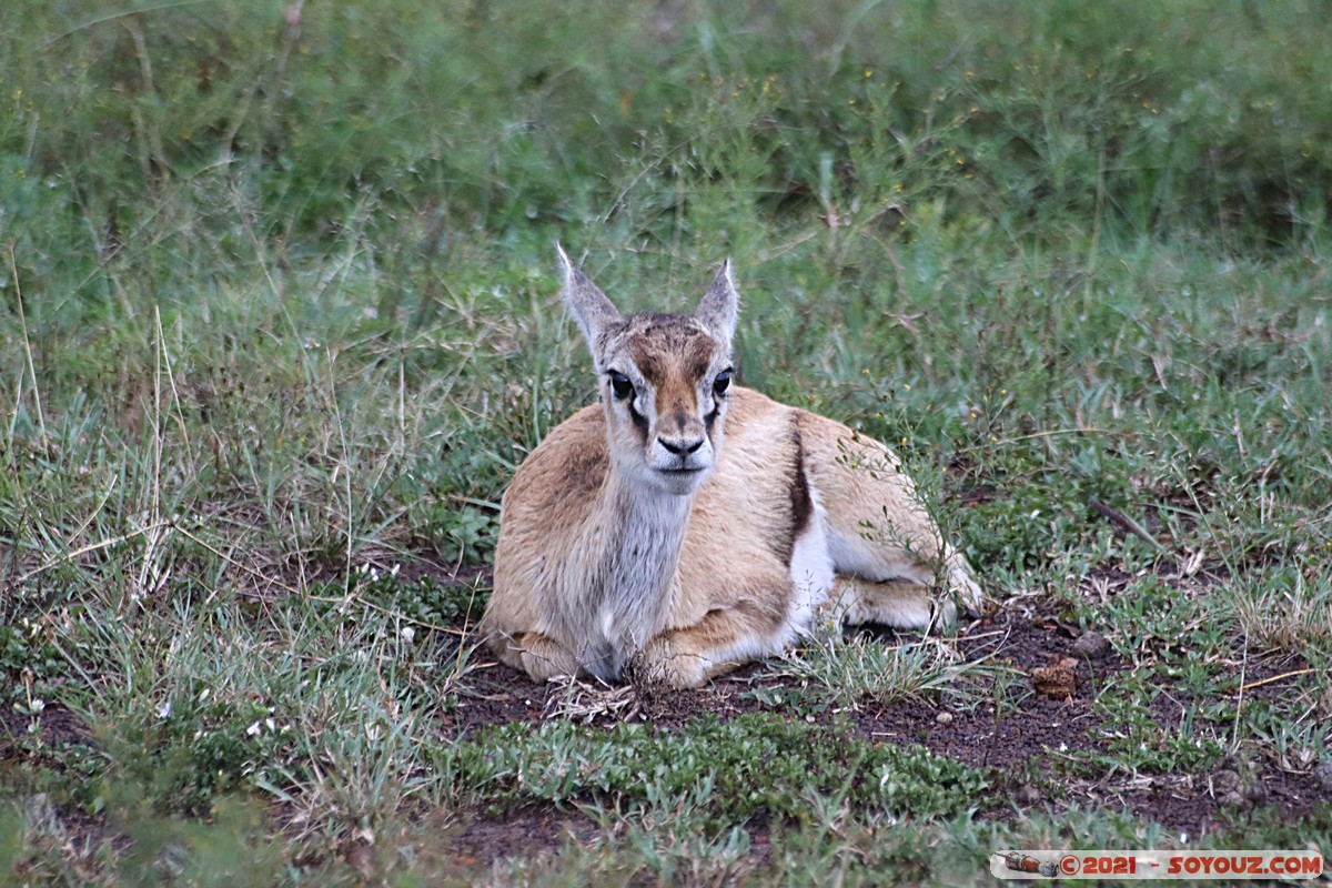Masai Mara - Thompson's Gazelle
Mots-clés: geo:lat=-1.40271923 geo:lon=35.01543745 geotagged KEN Kenya Narok Ol Kiombo animals Masai Mara Thomson's gazelle