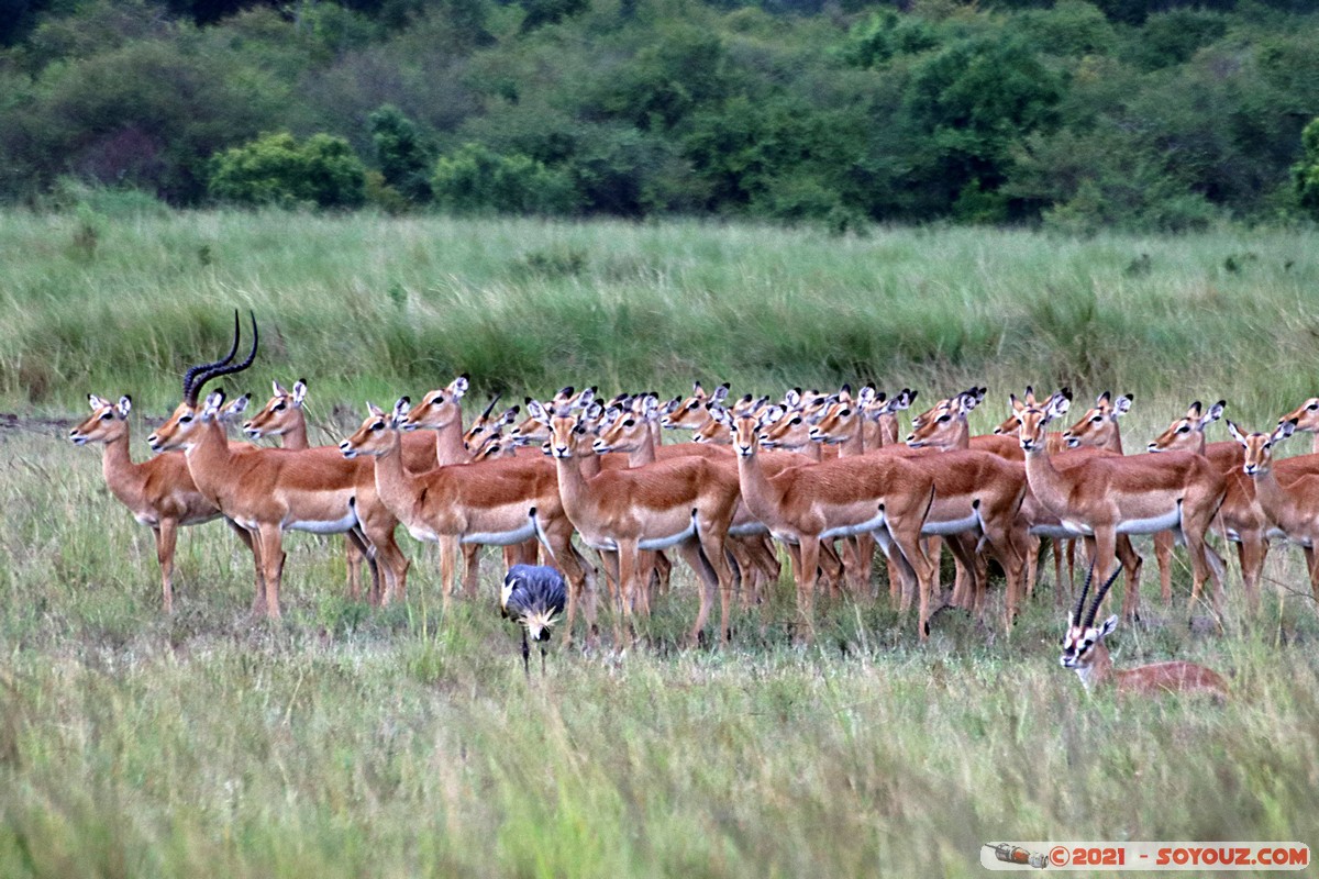 Masai Mara - Impala
Mots-clés: geo:lat=-1.40197390 geo:lon=35.01213464 geotagged KEN Kenya Narok Oloolaimutia animals Masai Mara Impala
