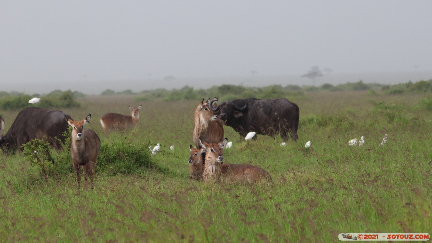 Masai Mara - Waterbuck and Buffalo
Mots-clés: geo:lat=-1.39816630 geo:lon=35.00047240 geotagged KEN Kenya Narok Oloolaimutia animals Masai Mara Buffle Waterbuck