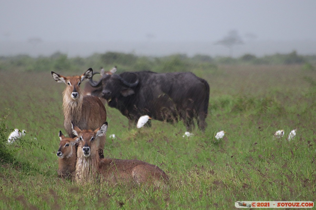 Masai Mara - Waterbuck and Buffalo
Mots-clés: geo:lat=-1.39816630 geo:lon=35.00047240 geotagged KEN Kenya Narok Oloolaimutia animals Masai Mara Buffle Waterbuck