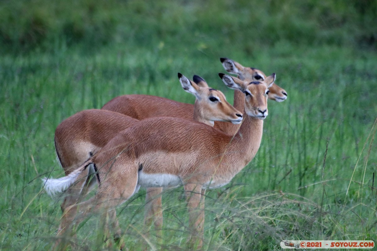 Masai Mara - Impala
Mots-clés: geo:lat=-1.39560114 geo:lon=35.00034398 geotagged KEN Kenya Narok Oloolaimutia animals Masai Mara Impala