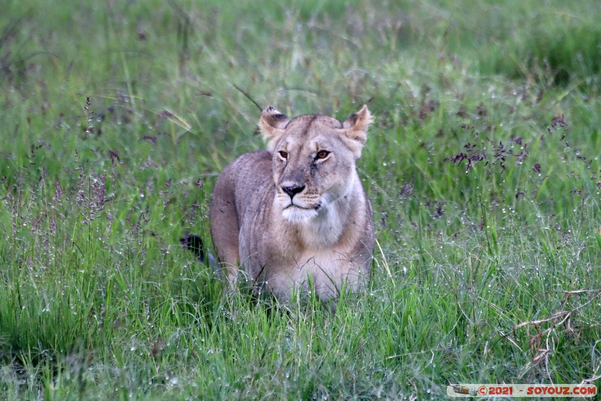 Masai Mara - Lion (Simba)
Mots-clés: geo:lat=-1.38113651 geo:lon=34.99792959 geotagged KEN Kenya Narok Oloolaimutia animals Masai Mara Lion