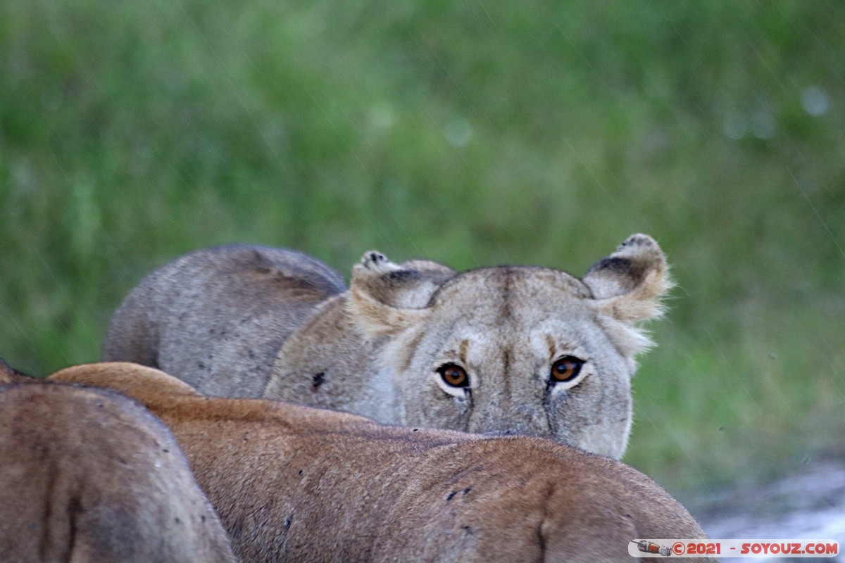 Masai Mara - Lion (Simba)
Mots-clés: geo:lat=-1.38113651 geo:lon=34.99792959 geotagged KEN Kenya Narok Oloolaimutia animals Masai Mara Lion