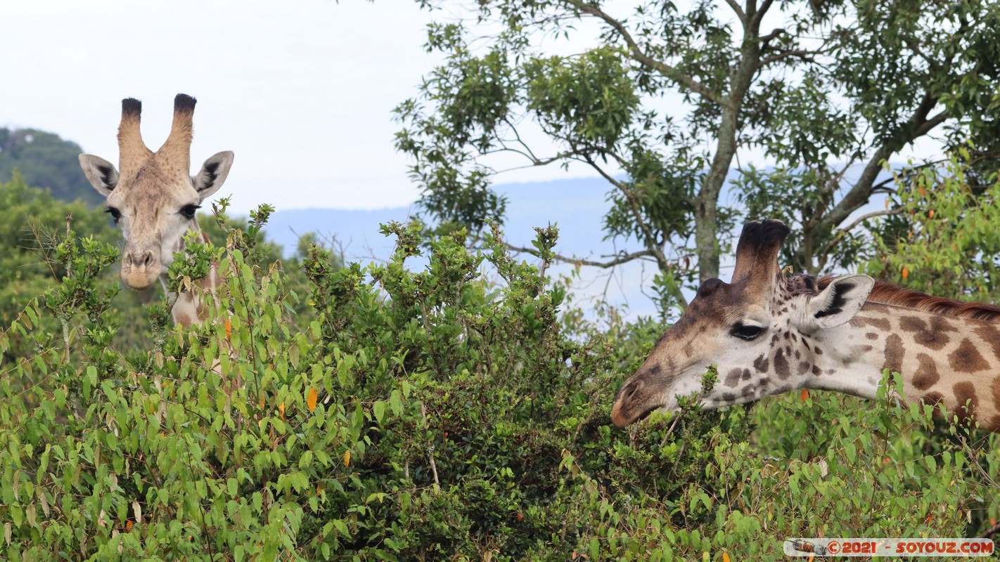 Masai Mara - Masai Giraffe
Mots-clés: geo:lat=-1.38061082 geo:lon=35.00880626 geotagged KEN Kenya Narok Oloolaimutia animals Masai Mara Giraffe