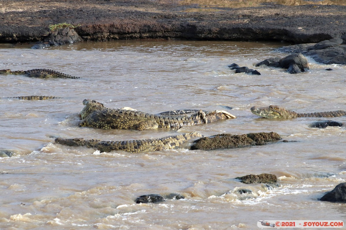 Masai Mara - Crocodile
Mots-clés: geo:lat=-1.38061082 geo:lon=35.00880626 geotagged KEN Kenya Narok Oloolaimutia animals Masai Mara crocodile
