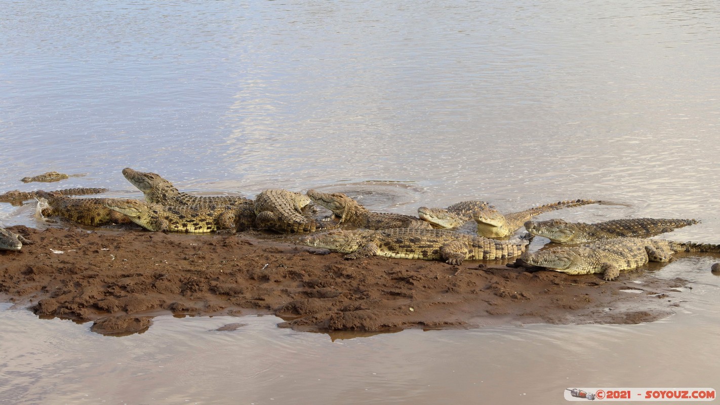 Masai Mara - Crocodile
Mots-clés: geo:lat=-1.38046564 geo:lon=35.00810503 geotagged KEN Kenya Narok Oloolaimutia animals Masai Mara crocodile