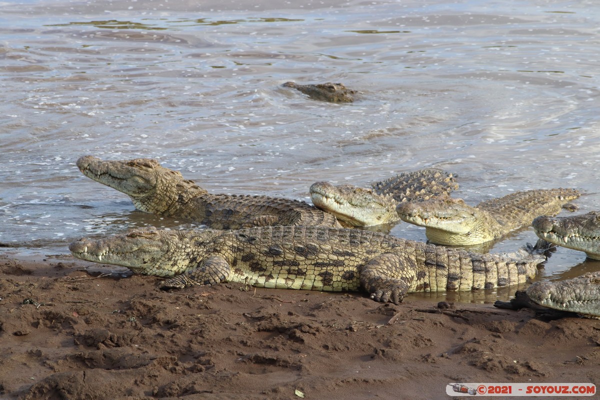 Masai Mara - Crocodile
Mots-clés: geo:lat=-1.38045417 geo:lon=35.00808635 geotagged KEN Kenya Narok Oloolaimutia animals Masai Mara crocodile
