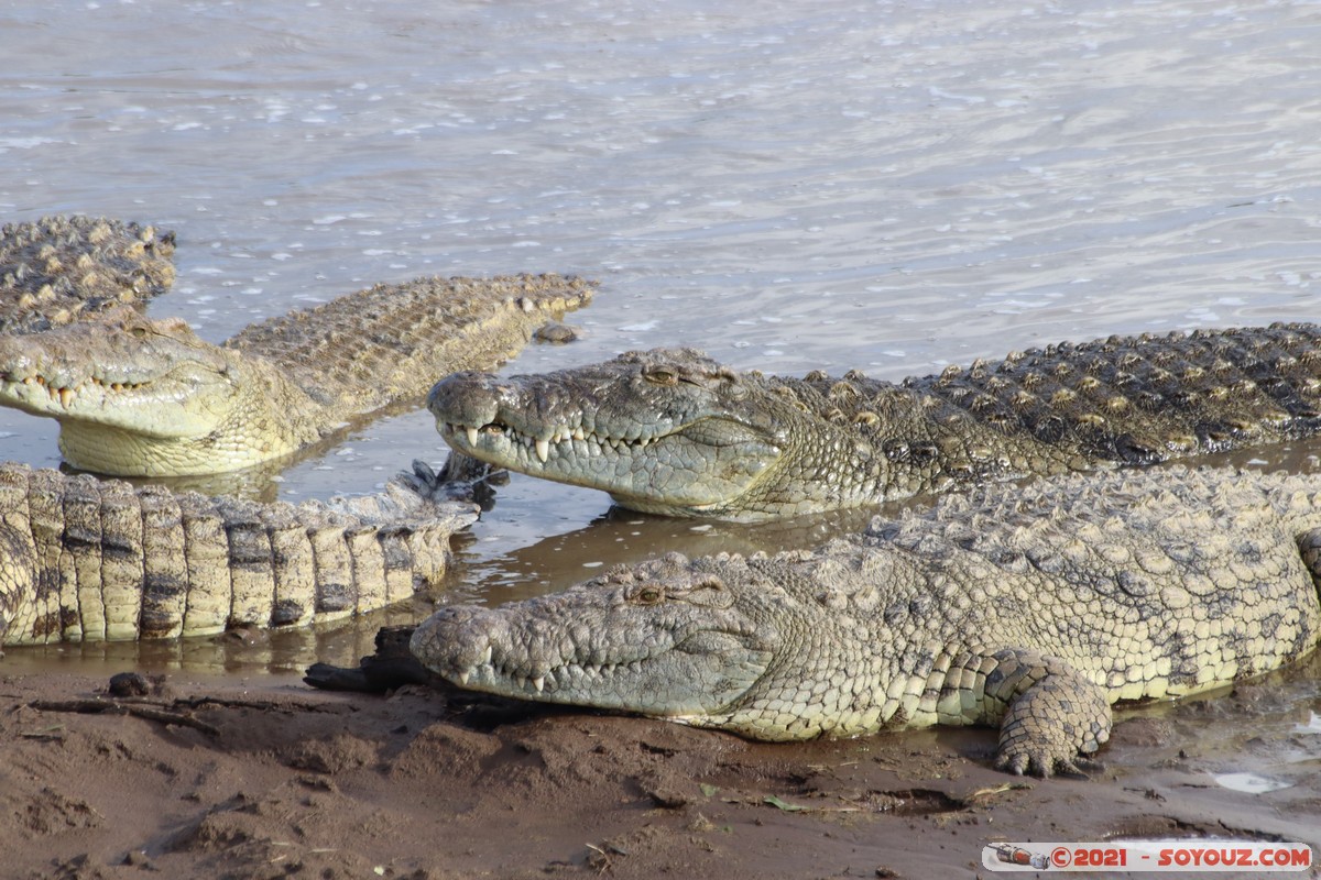 Masai Mara - Crocodile
Mots-clés: geo:lat=-1.38045257 geo:lon=35.00808475 geotagged KEN Kenya Narok Oloolaimutia animals Masai Mara crocodile