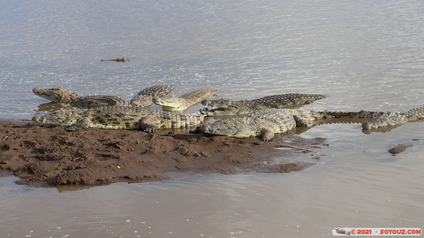 Masai Mara - Crocodile
Mots-clés: geo:lat=-1.38044730 geo:lon=35.00807946 geotagged KEN Kenya Narok Oloolaimutia animals Masai Mara crocodile