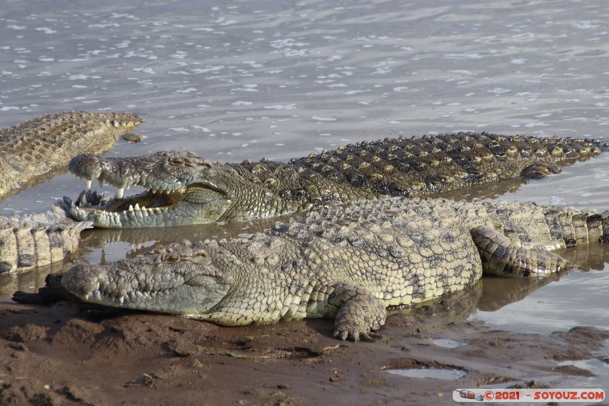 Masai Mara - Crocodile
Mots-clés: geo:lat=-1.38044635 geo:lon=35.00807850 geotagged KEN Kenya Narok Oloolaimutia animals Masai Mara crocodile