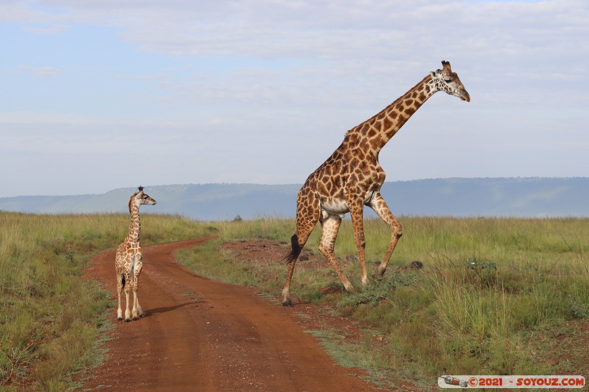Masai Mara - Masai Giraffe
Mots-clés: geo:lat=-1.38172657 geo:lon=35.00294267 geotagged KEN Kenya Narok Oloolaimutia animals Masai Mara Giraffe