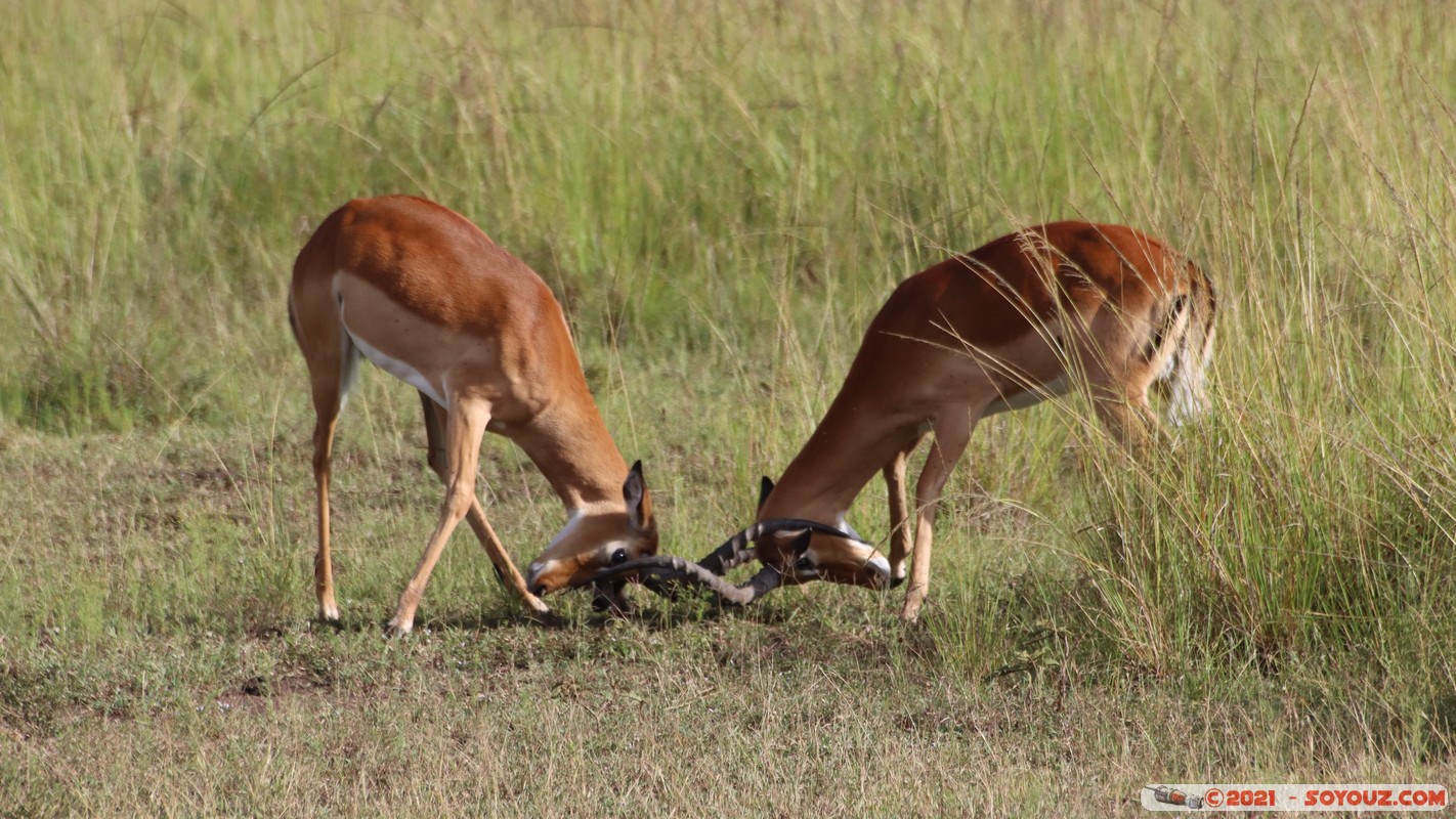 Masai Mara - Impala
Mots-clés: geo:lat=-1.38147062 geo:lon=34.99931384 geotagged KEN Kenya Narok Oloolaimutia animals Masai Mara Impala