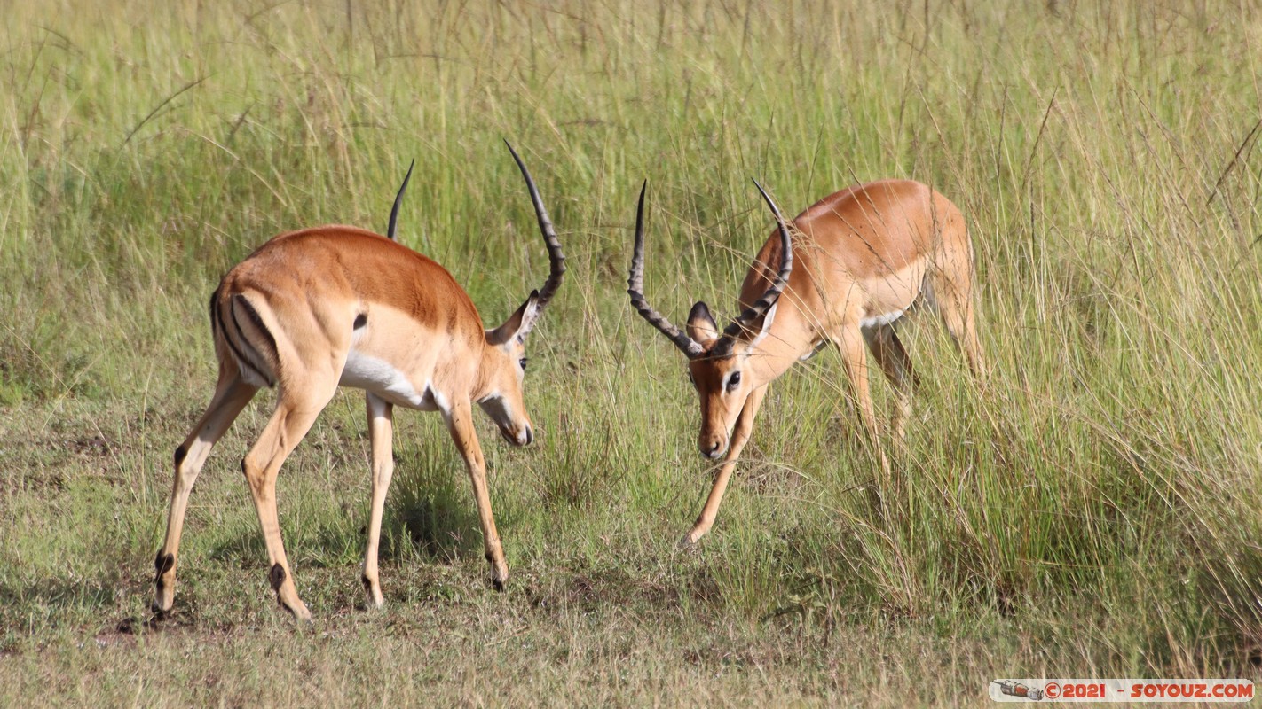Masai Mara - Impala
Mots-clés: geo:lat=-1.38147046 geo:lon=34.99931323 geotagged KEN Kenya Narok Oloolaimutia animals Masai Mara Impala