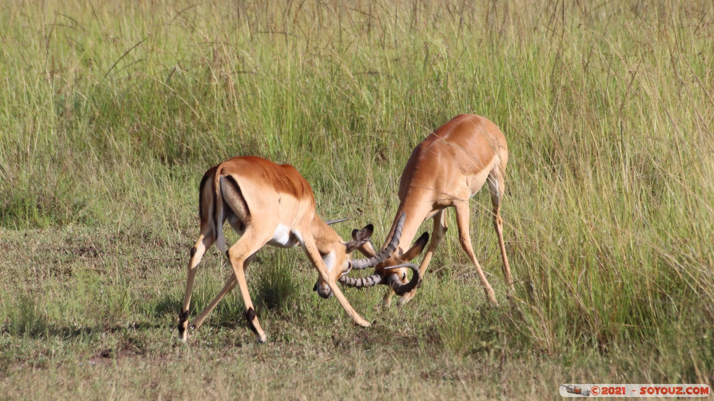 Masai Mara - Impala
Mots-clés: geo:lat=-1.38146920 geo:lon=34.99930842 geotagged KEN Kenya Narok Oloolaimutia animals Masai Mara Impala