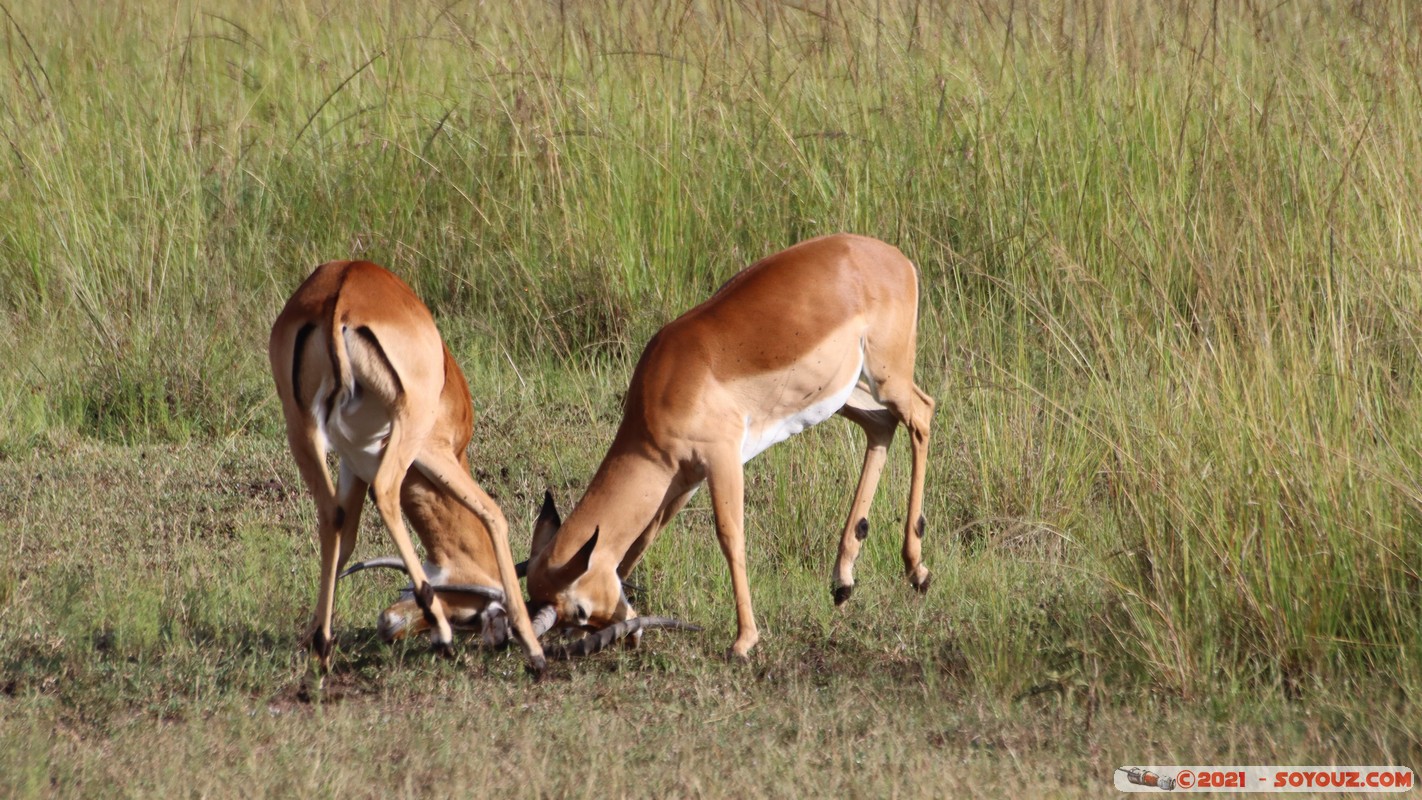 Masai Mara - Impala
Mots-clés: geo:lat=-1.38146857 geo:lon=34.99930602 geotagged KEN Kenya Narok Oloolaimutia animals Masai Mara Impala