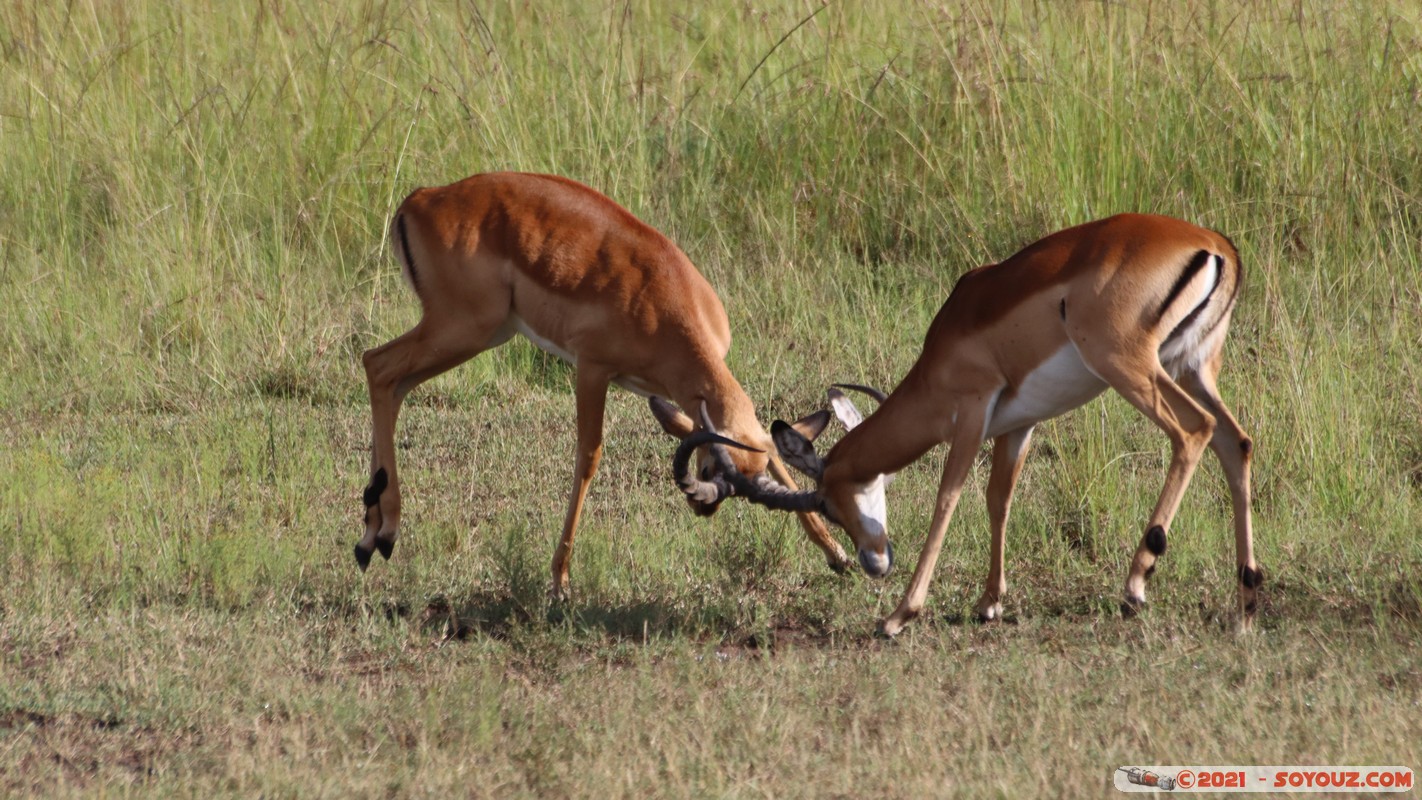 Masai Mara - Impala
Mots-clés: geo:lat=-1.38146842 geo:lon=34.99930542 geotagged KEN Kenya Narok Oloolaimutia animals Masai Mara Impala