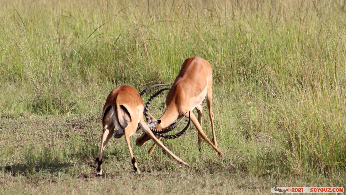 Masai Mara - Impala
Mots-clés: geo:lat=-1.38146794 geo:lon=34.99930362 geotagged KEN Kenya Narok Oloolaimutia animals Masai Mara Impala