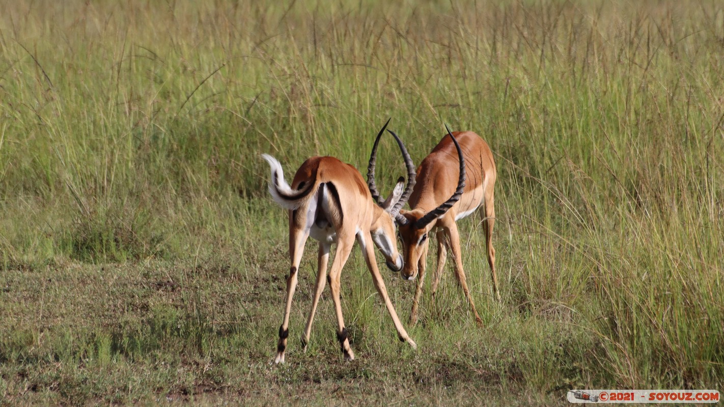 Masai Mara - Impala
Mots-clés: geo:lat=-1.38146731 geo:lon=34.99930121 geotagged KEN Kenya Narok Oloolaimutia animals Masai Mara Impala