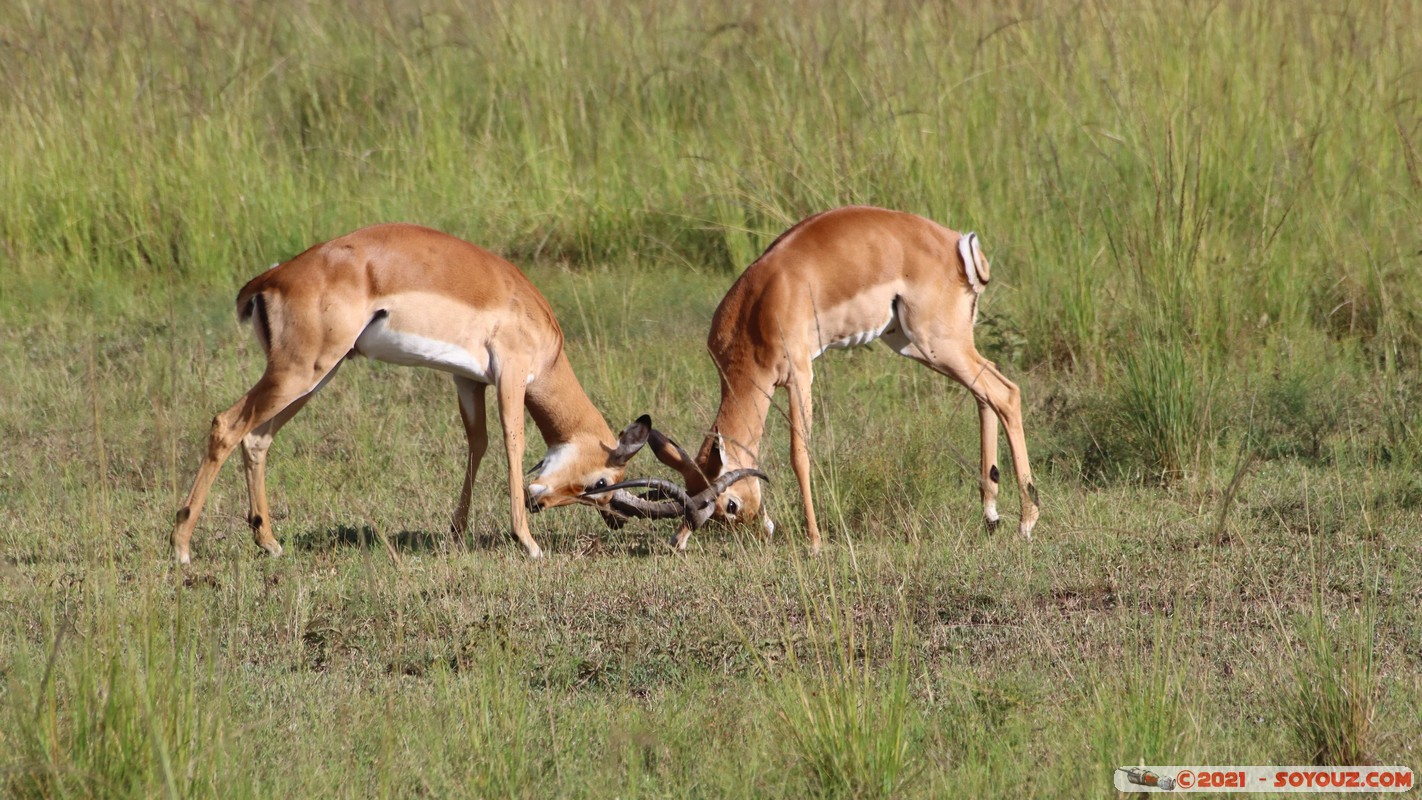 Masai Mara - Impala
Mots-clés: geo:lat=-1.38146401 geo:lon=34.99928859 geotagged KEN Kenya Narok Oloolaimutia animals Masai Mara Impala