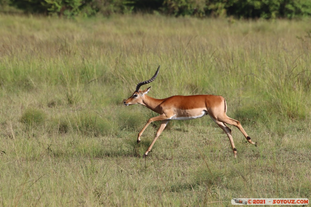 Masai Mara - Impala
Mots-clés: geo:lat=-1.38146306 geo:lon=34.99928498 geotagged KEN Kenya Narok Oloolaimutia animals Masai Mara Impala