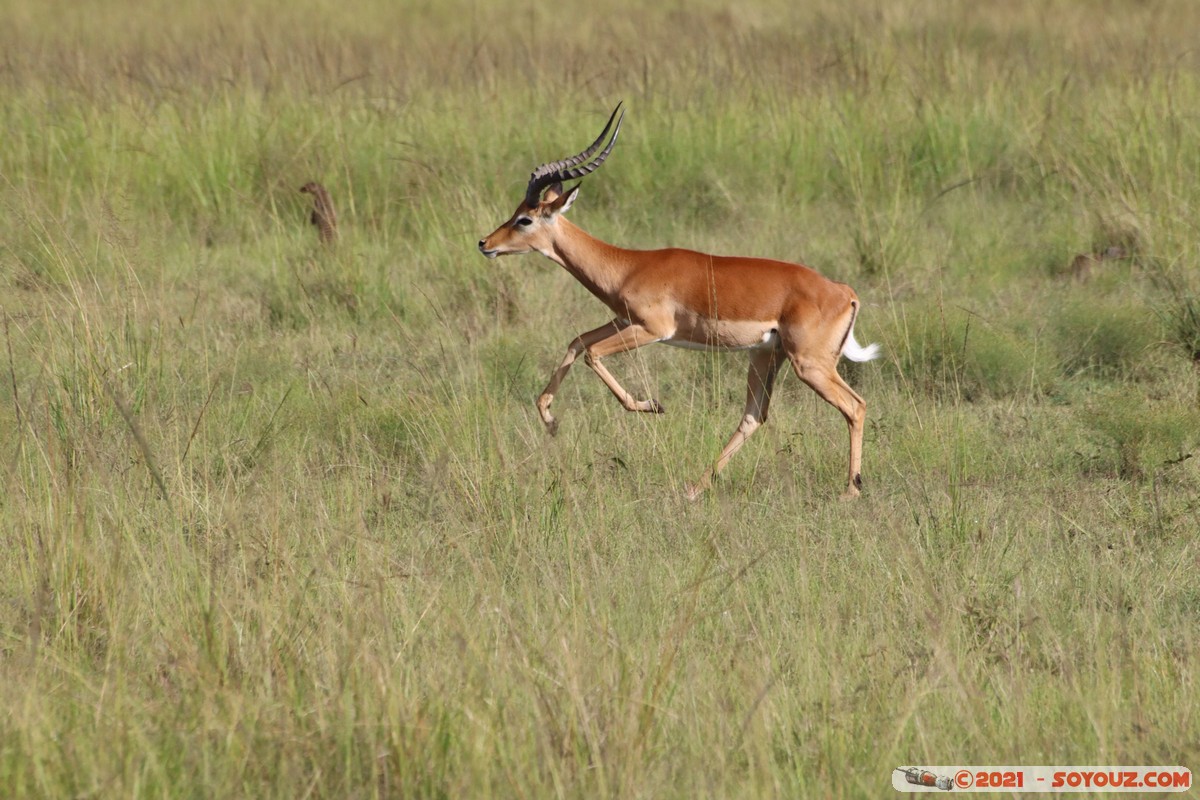 Masai Mara - Impala
Mots-clés: geo:lat=-1.38146291 geo:lon=34.99928438 geotagged KEN Kenya Narok Oloolaimutia animals Masai Mara Impala
