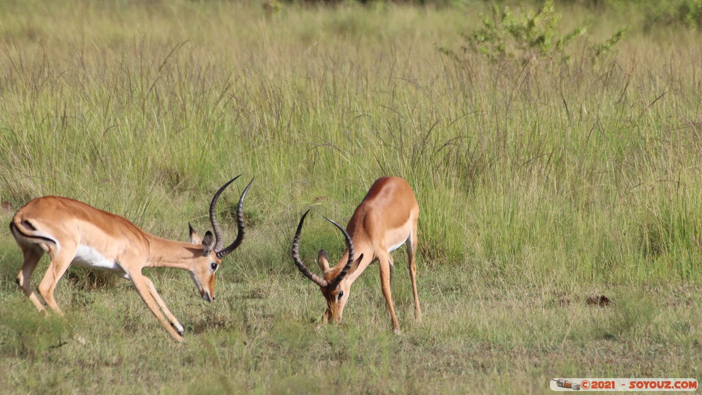 Masai Mara - Impala
Mots-clés: geo:lat=-1.38145818 geo:lon=34.99926634 geotagged KEN Kenya Narok Oloolaimutia animals Masai Mara Impala