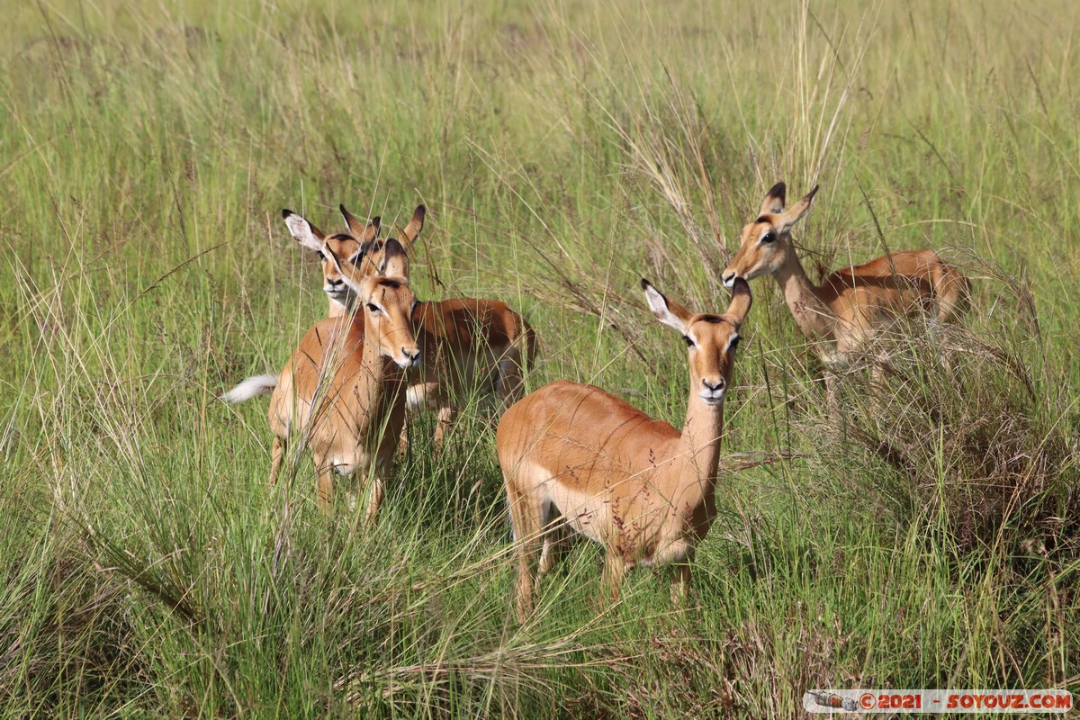 Masai Mara - Impala
Mots-clés: geo:lat=-1.37627716 geo:lon=34.99723680 geotagged KEN Kenya Narok Oloolaimutia animals Masai Mara Impala
