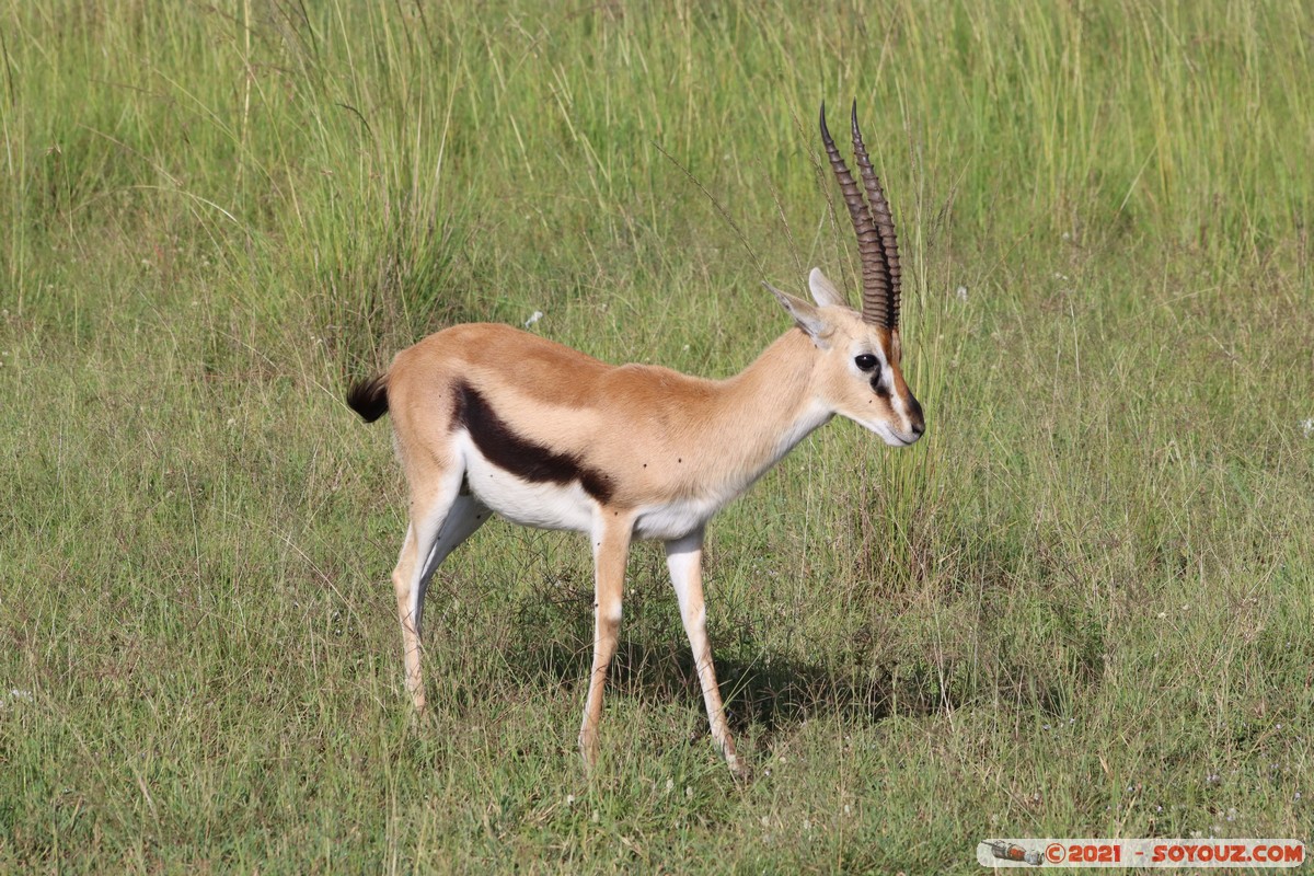 Masai Mara - Thompson's Gazelle
Mots-clés: geo:lat=-1.37913130 geo:lon=34.98649263 geotagged KEN Kenya Narok Oloolaimutia animals Masai Mara Thomson's gazelle