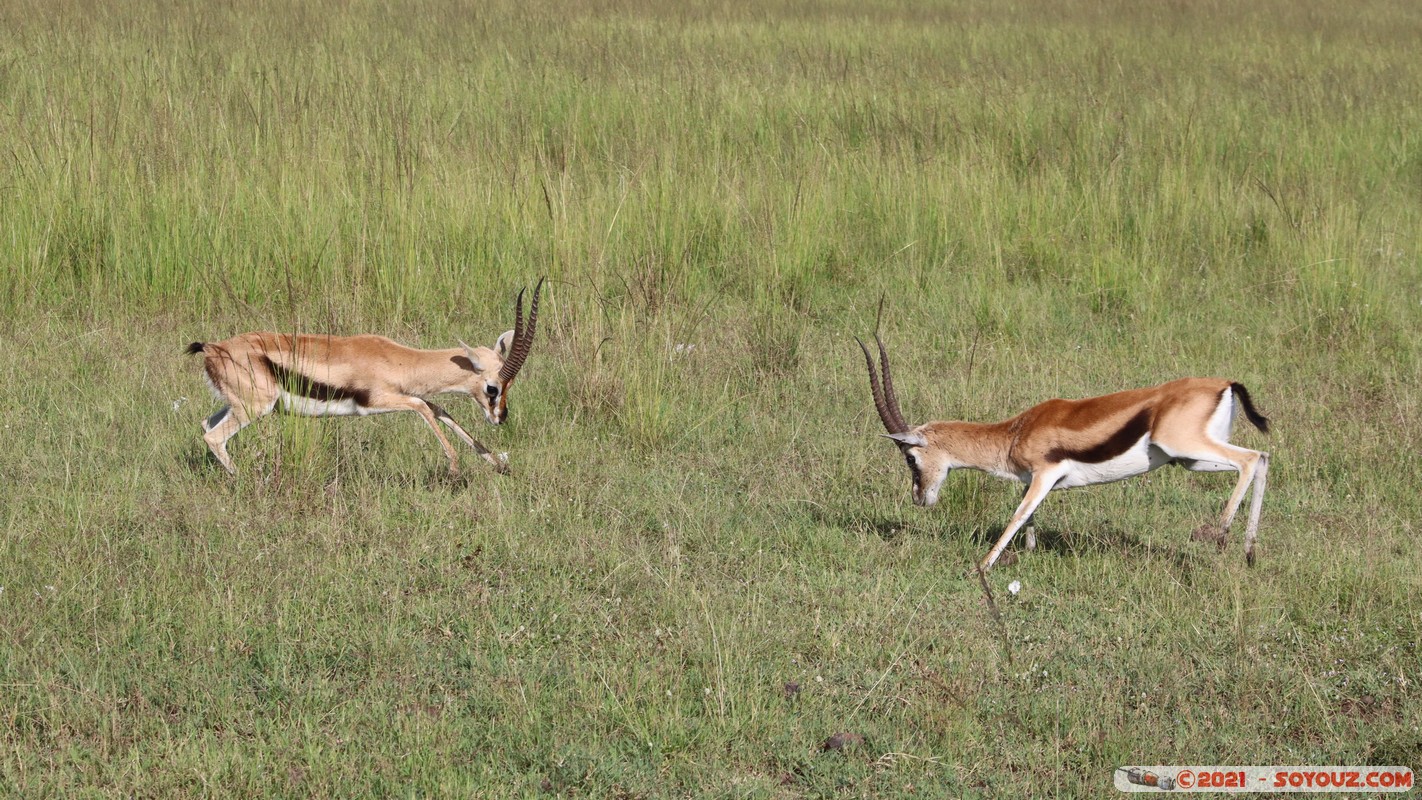 Masai Mara - Thompson's Gazelle
Mots-clés: geo:lat=-1.37917263 geo:lon=34.98647508 geotagged KEN Kenya Narok Oloolaimutia animals Masai Mara Thomson's gazelle