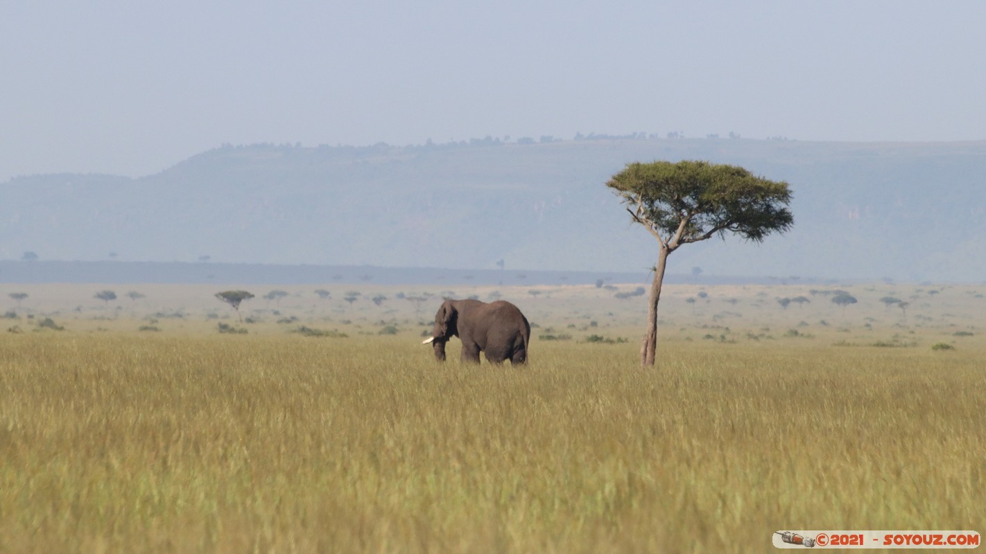 Masai Mara - Elephant
Mots-clés: geo:lat=-1.38063635 geo:lon=34.98630945 geotagged KEN Kenya Narok Oloolaimutia animals Masai Mara Elephant