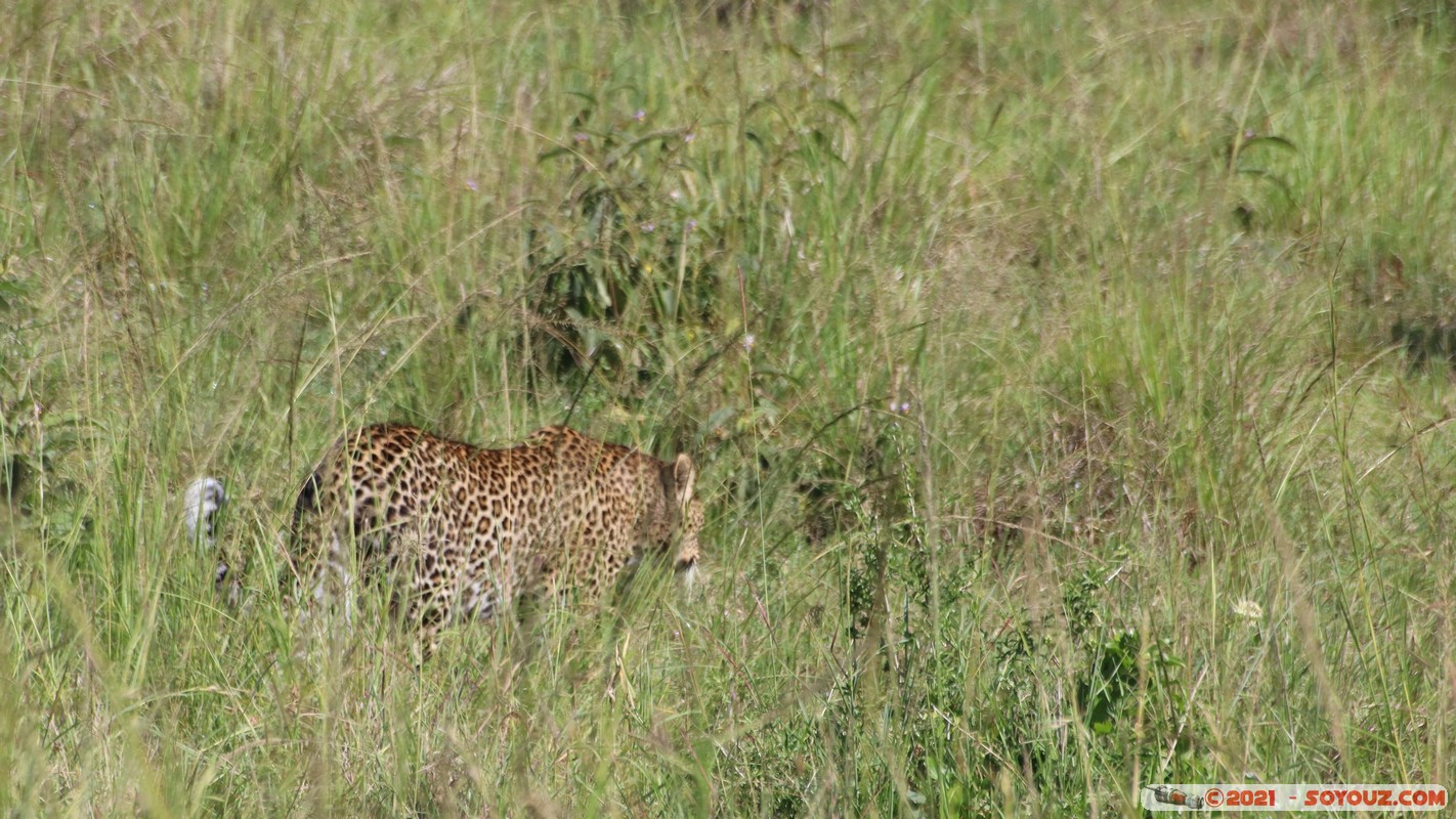 Masai Mara - Leopard
Mots-clés: geo:lat=-1.47489548 geo:lon=35.02759746 geotagged KEN Kenya Narok Ol Kiombo animals Masai Mara Leopard