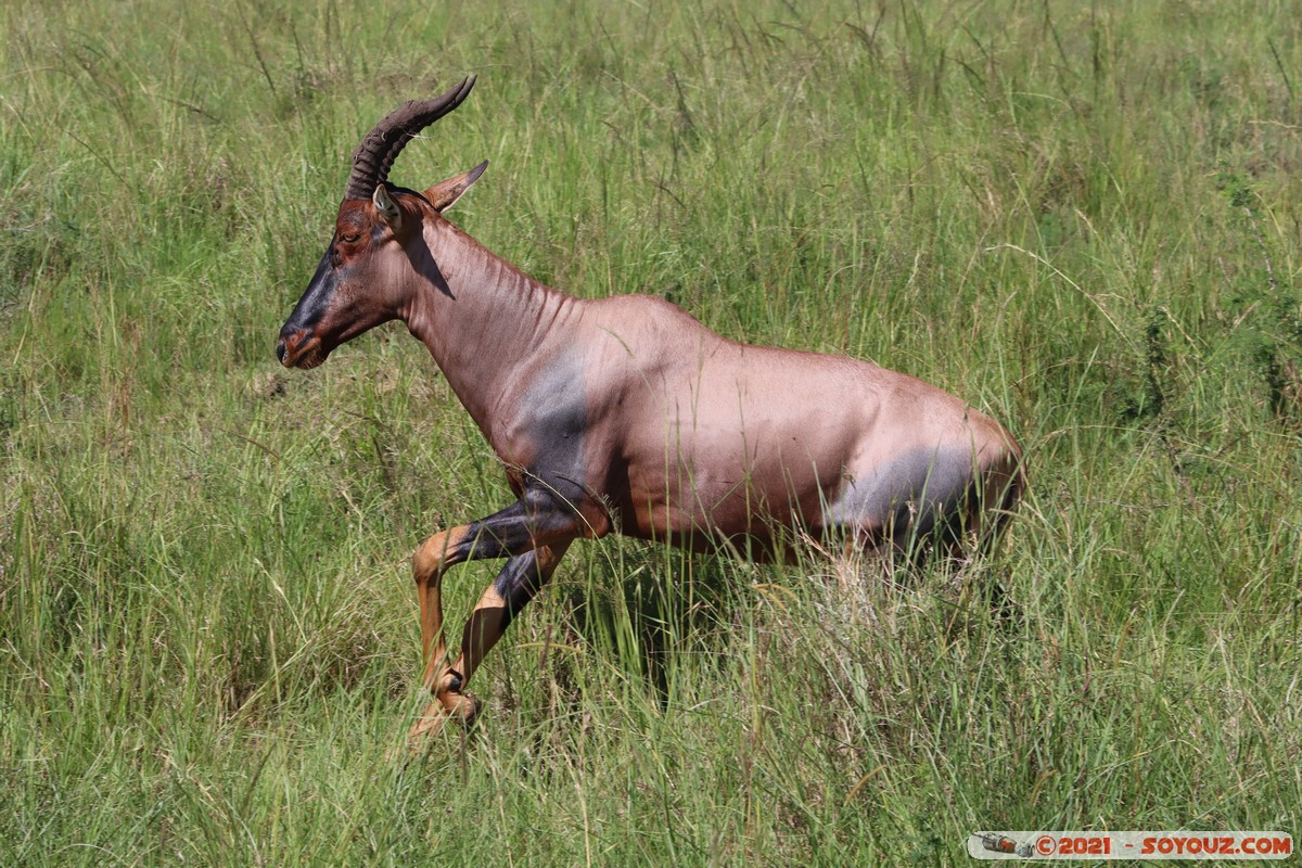 Masai Mara - Topi
Mots-clés: geo:lat=-1.52794573 geo:lon=35.01848850 geotagged KEN Kenya Narok Ol Kiombo animals Masai Mara Topi