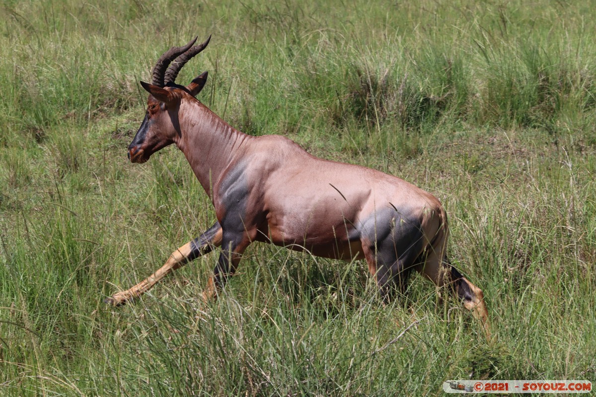 Masai Mara - Topi
Mots-clés: geo:lat=-1.52794681 geo:lon=35.01848857 geotagged KEN Kenya Narok Ol Kiombo animals Masai Mara Topi