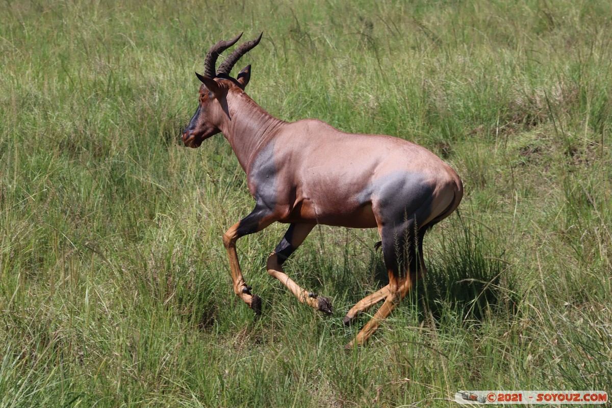 Masai Mara - Topi
Mots-clés: geo:lat=-1.52794681 geo:lon=35.01848857 geotagged KEN Kenya Narok Ol Kiombo animals Masai Mara Topi
