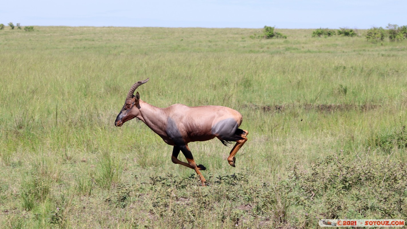 Masai Mara - Topi
Mots-clés: geo:lat=-1.52795113 geo:lon=35.01848889 geotagged KEN Kenya Narok Ol Kiombo animals Masai Mara Topi
