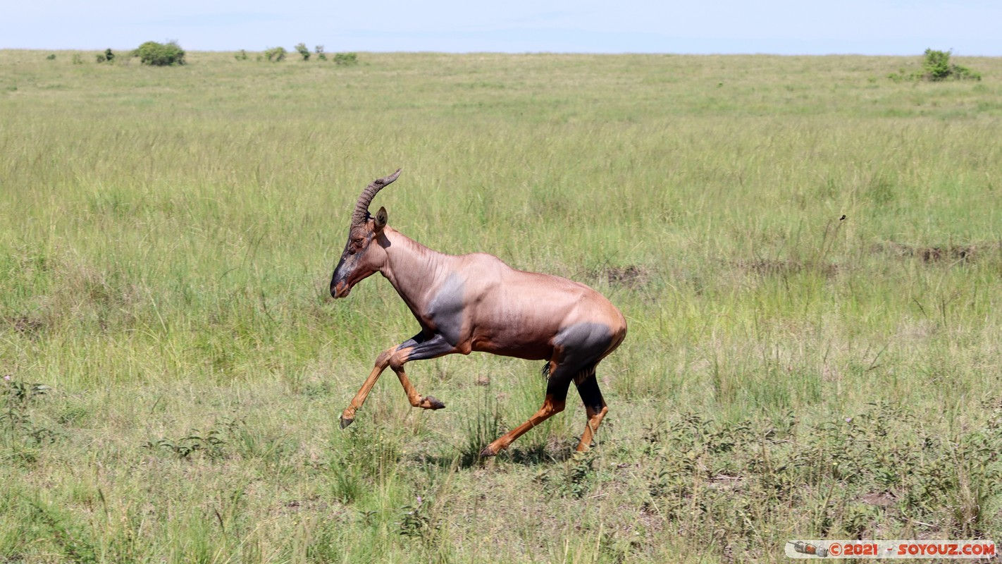 Masai Mara - Topi
Mots-clés: geo:lat=-1.52795113 geo:lon=35.01848889 geotagged KEN Kenya Narok Ol Kiombo animals Masai Mara Topi