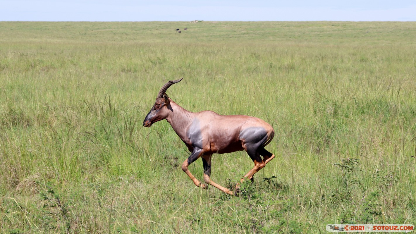 Masai Mara - Topi
Mots-clés: geo:lat=-1.52795221 geo:lon=35.01848896 geotagged KEN Kenya Narok Ol Kiombo animals Masai Mara Topi