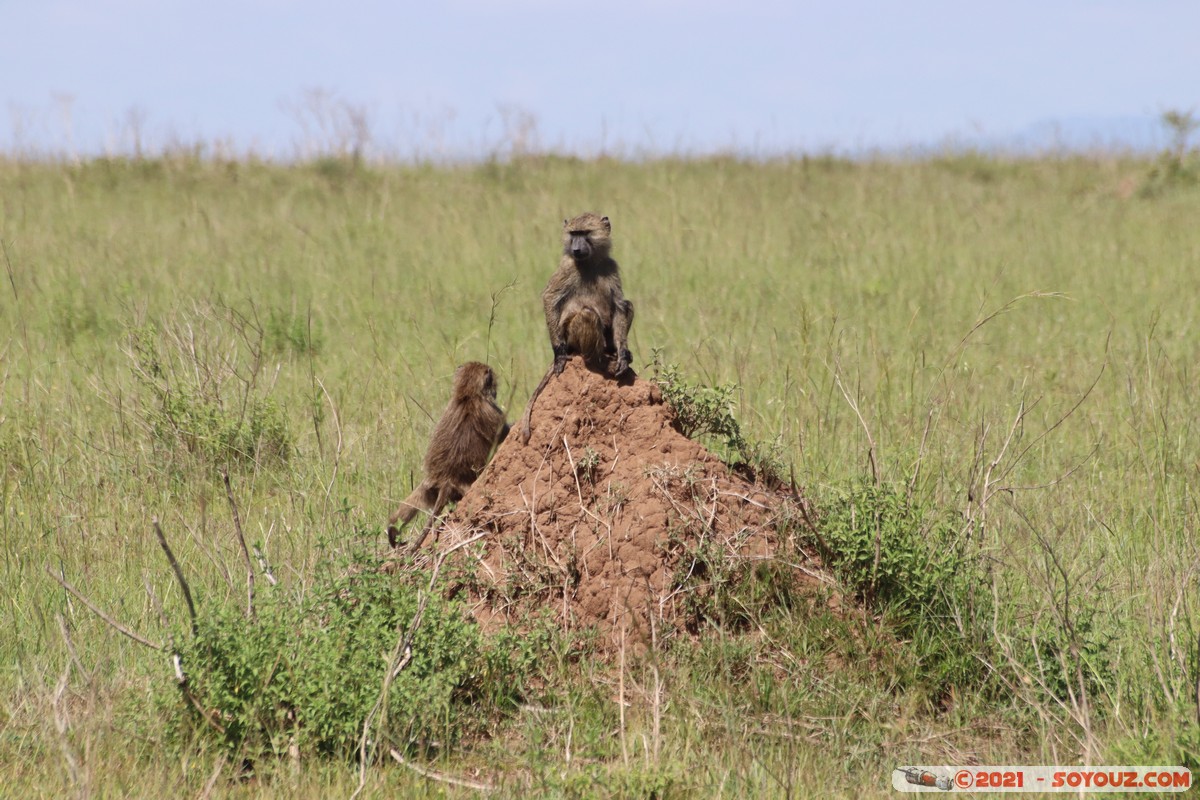 Masai Mara - Baboon
Mots-clés: geo:lat=-1.56656798 geo:lon=35.07164689 geotagged KEN Kenya Narok Ol Kiombo animals Masai Mara singes Babouin