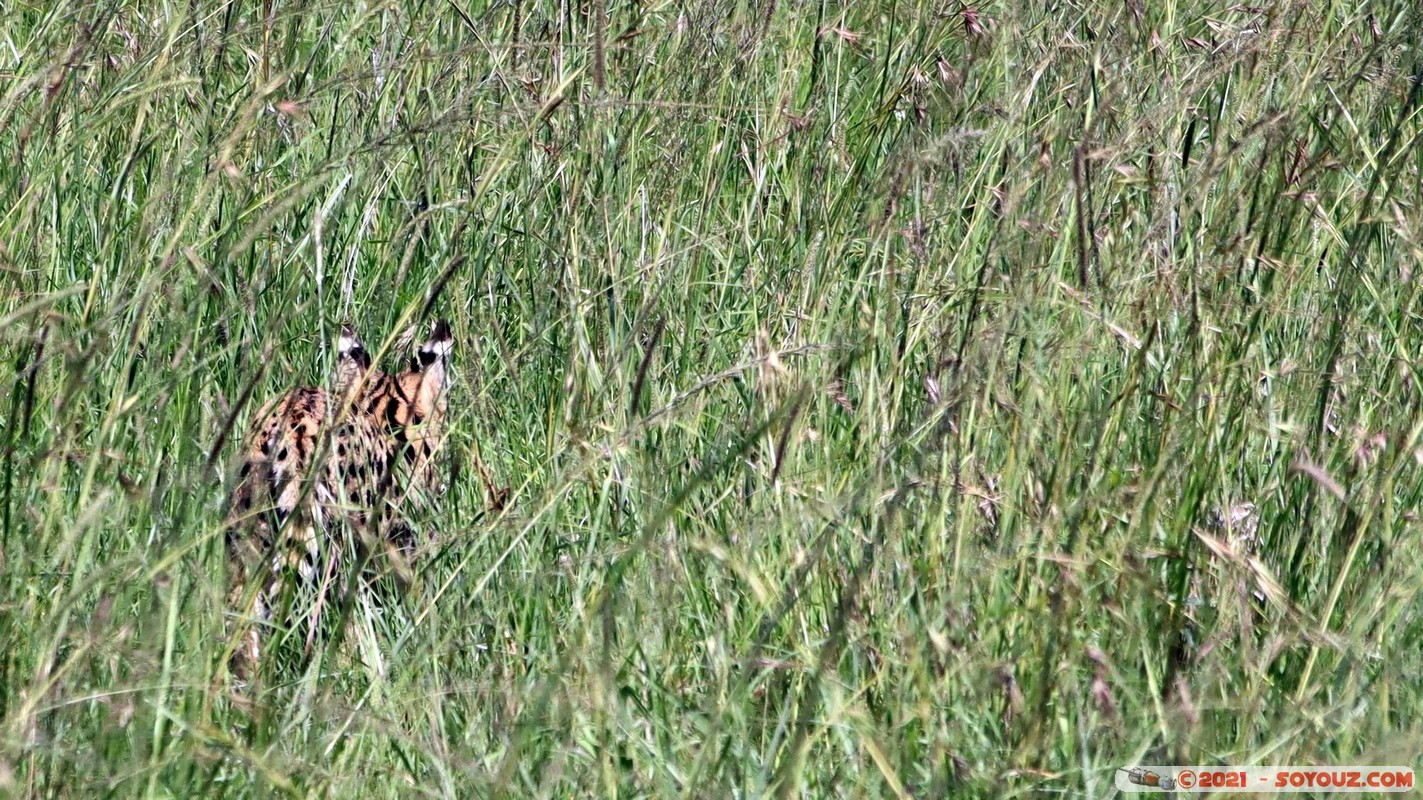 Masai Mara - Serval
Mots-clés: geo:lat=-1.57362731 geo:lon=35.11262204 geotagged Keekorok KEN Kenya Narok animals Masai Mara serval